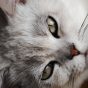 读者「键盘上的猫」的评论头像，桌面边缘的猫形剪影